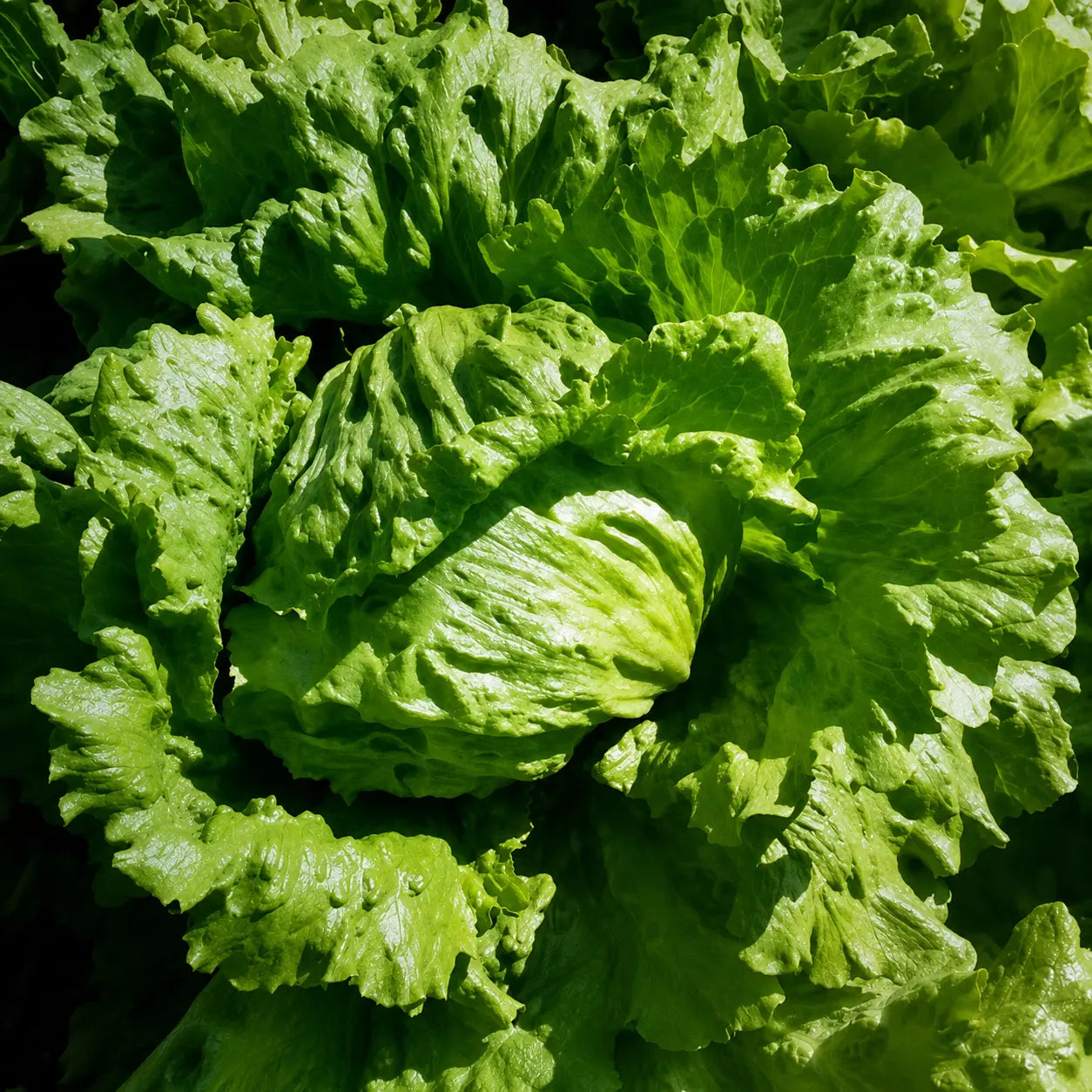 Lechuga Pelet Sativa F1