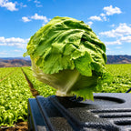 Lechuga Pellet Sativa F1
