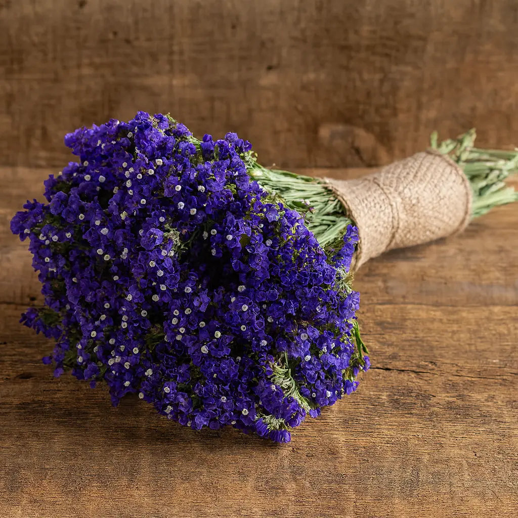 Estatice Seeker Blue
