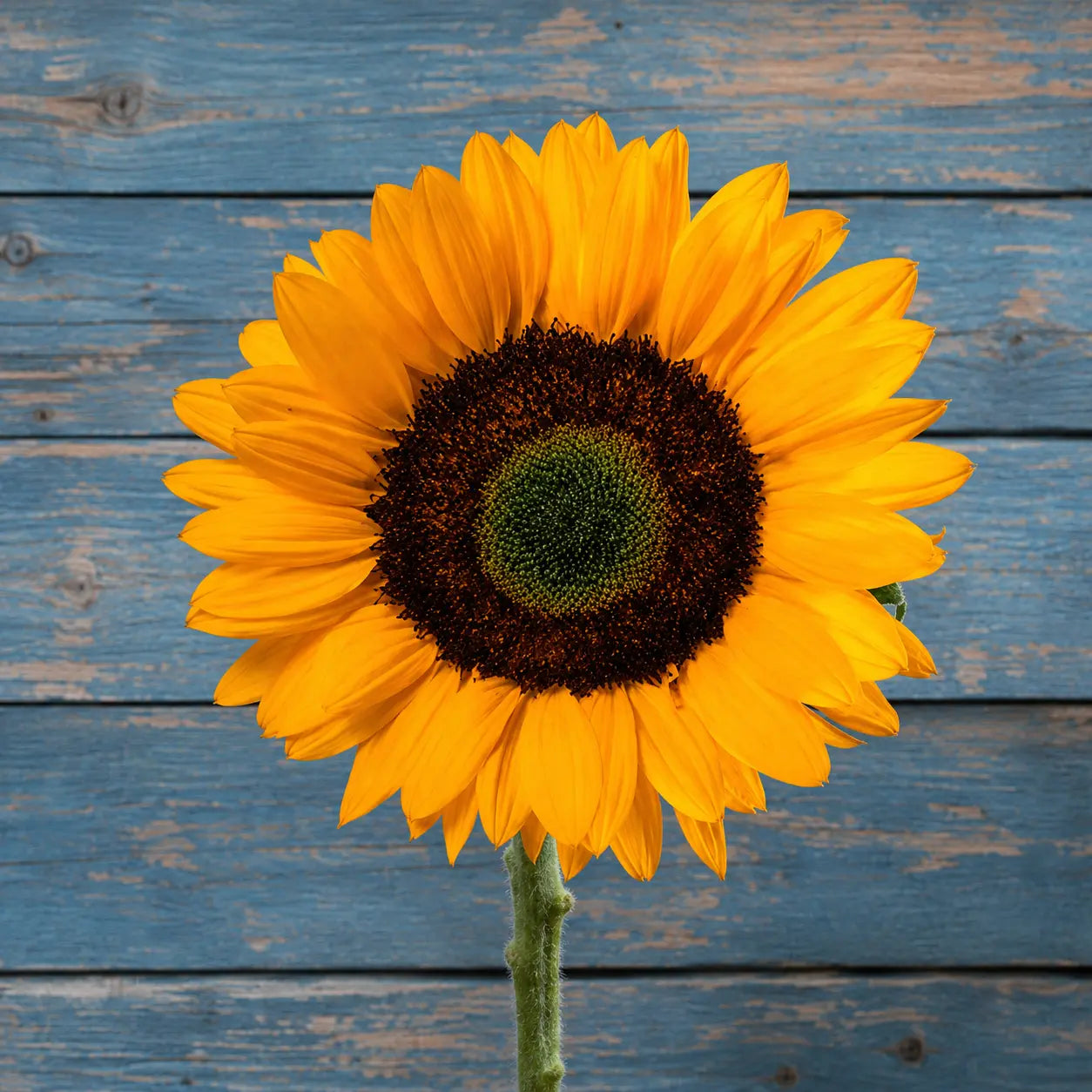 Girasol Sunshine Max F1