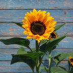 Girasol Sunshine Max F1
