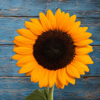 Girasol Sunshine Max F1