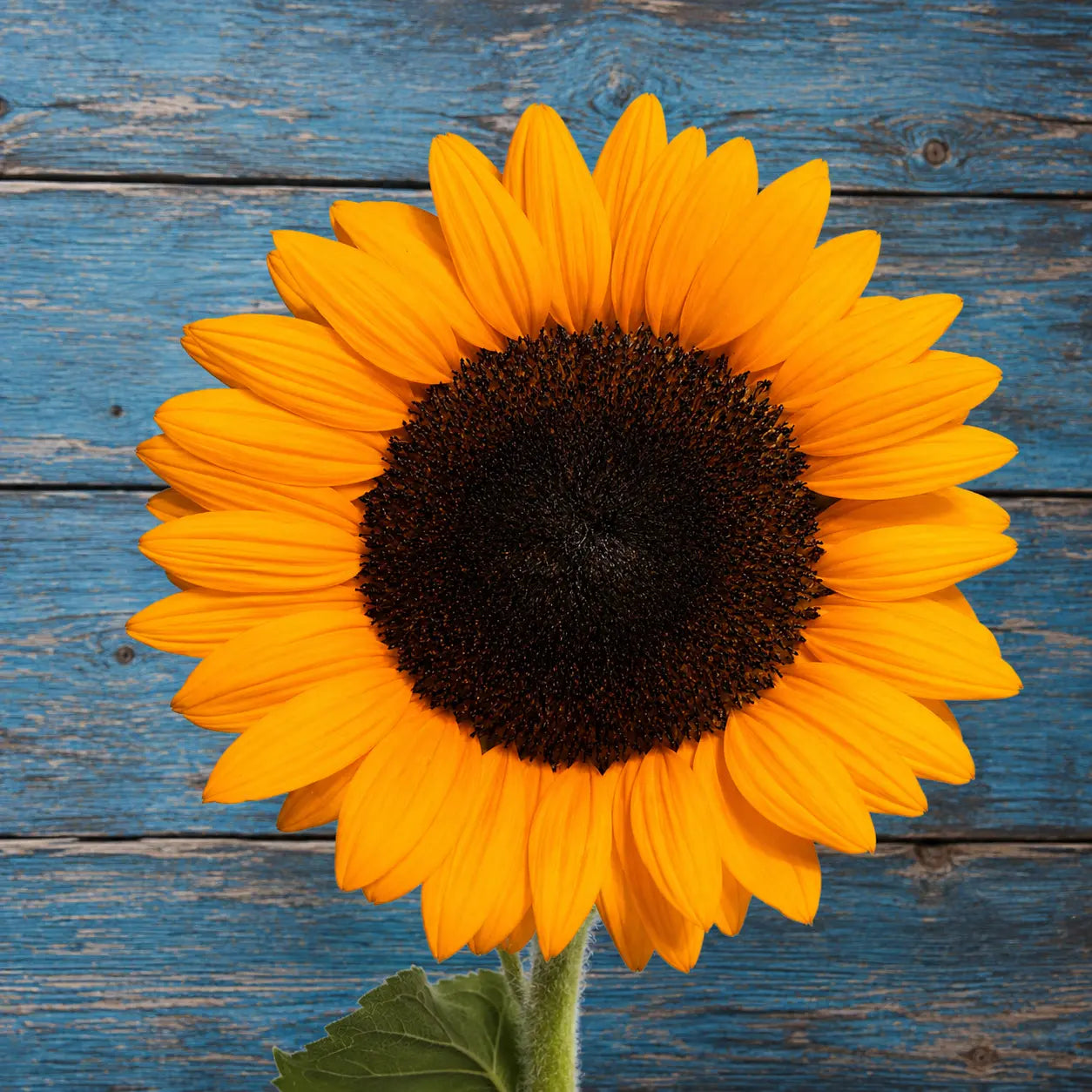 Girasol Sunshine Max F1
