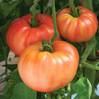 Tomate German Johnson