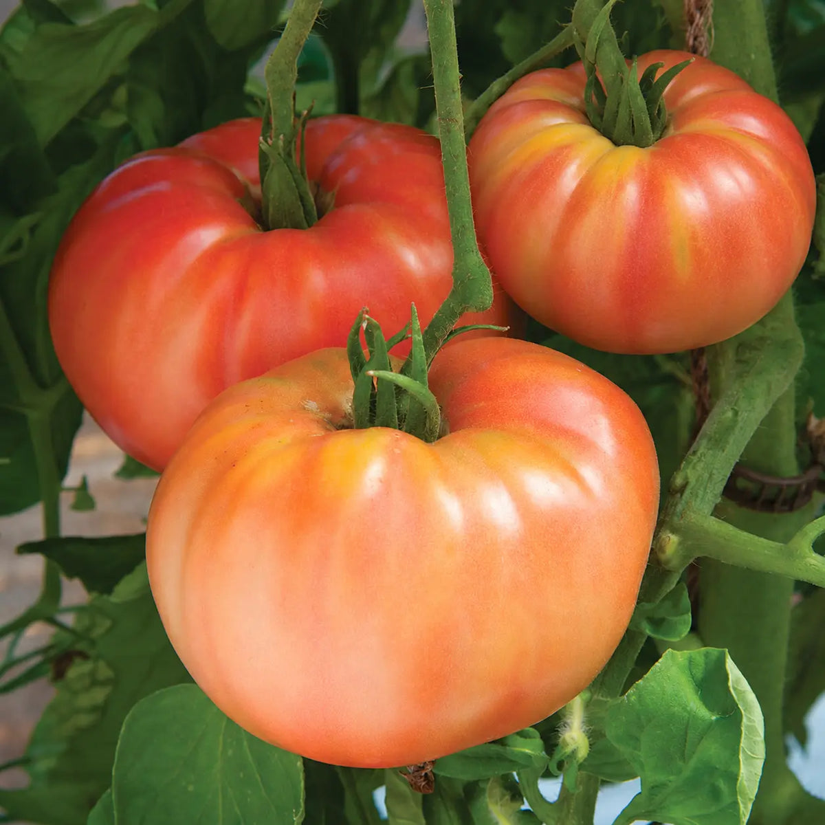 Tomate German Johnson