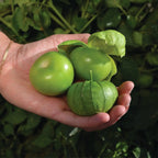 Tomatillo Siqueiros Pellet