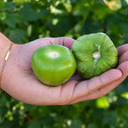 Tomatillo Siqueiros Pellet