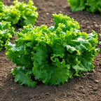 Lechuga Waldman's Green