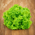 Lechuga Waldman's Green