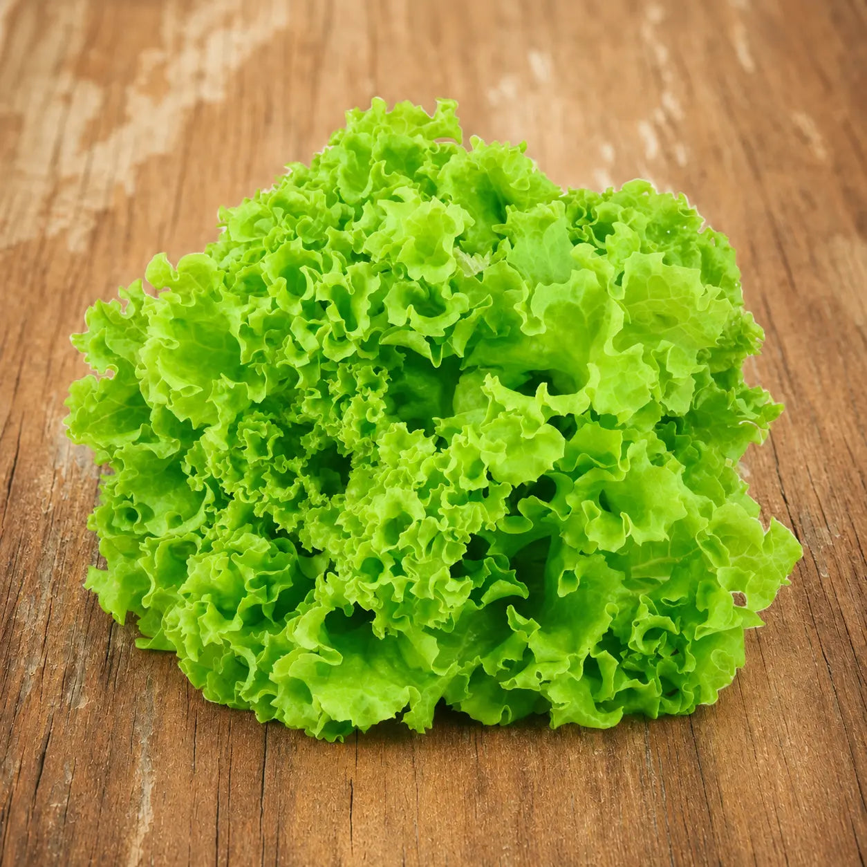 Lechuga Waldman's Green