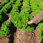 Lechuga Waldman's Green