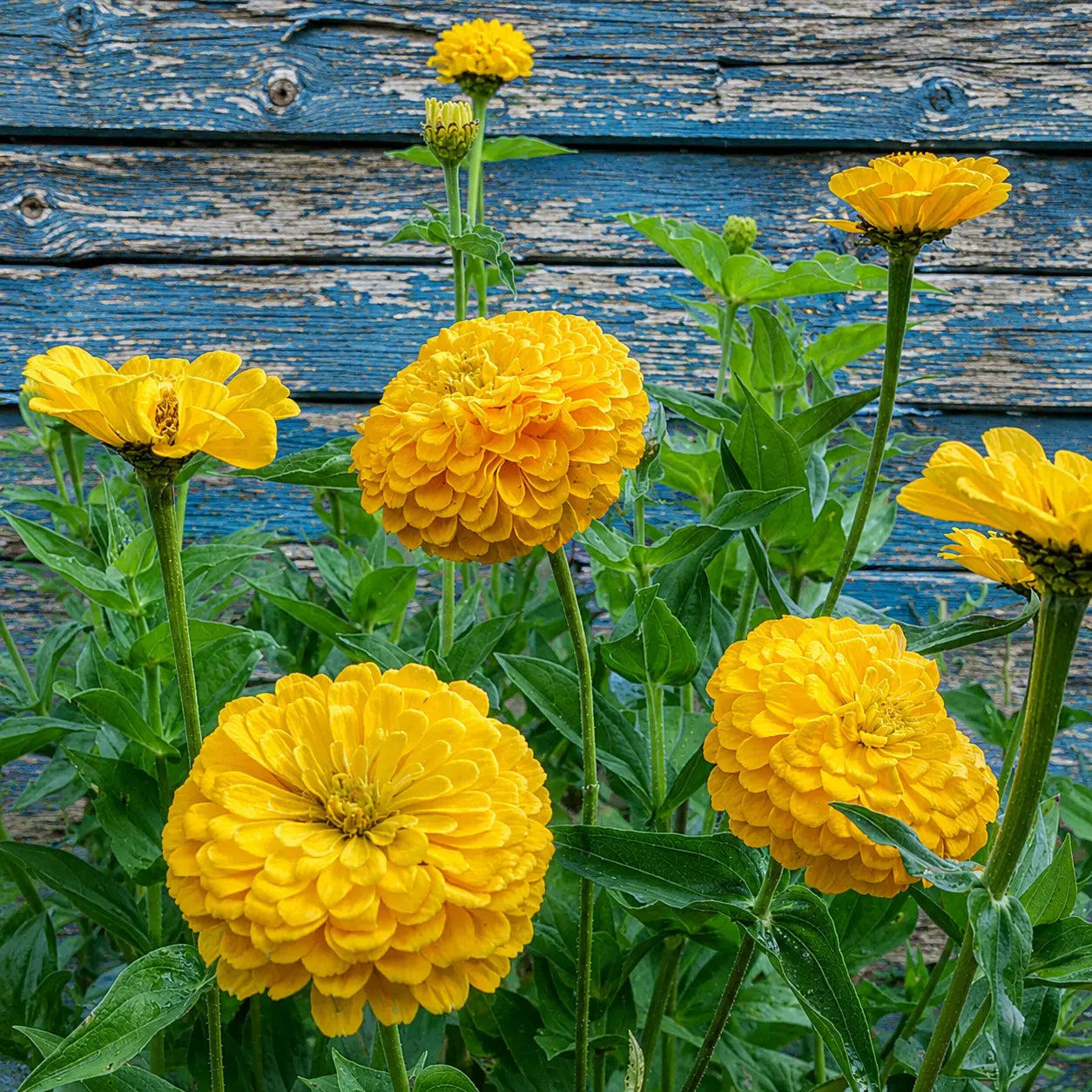 Zinnia dorado gigante de Benary