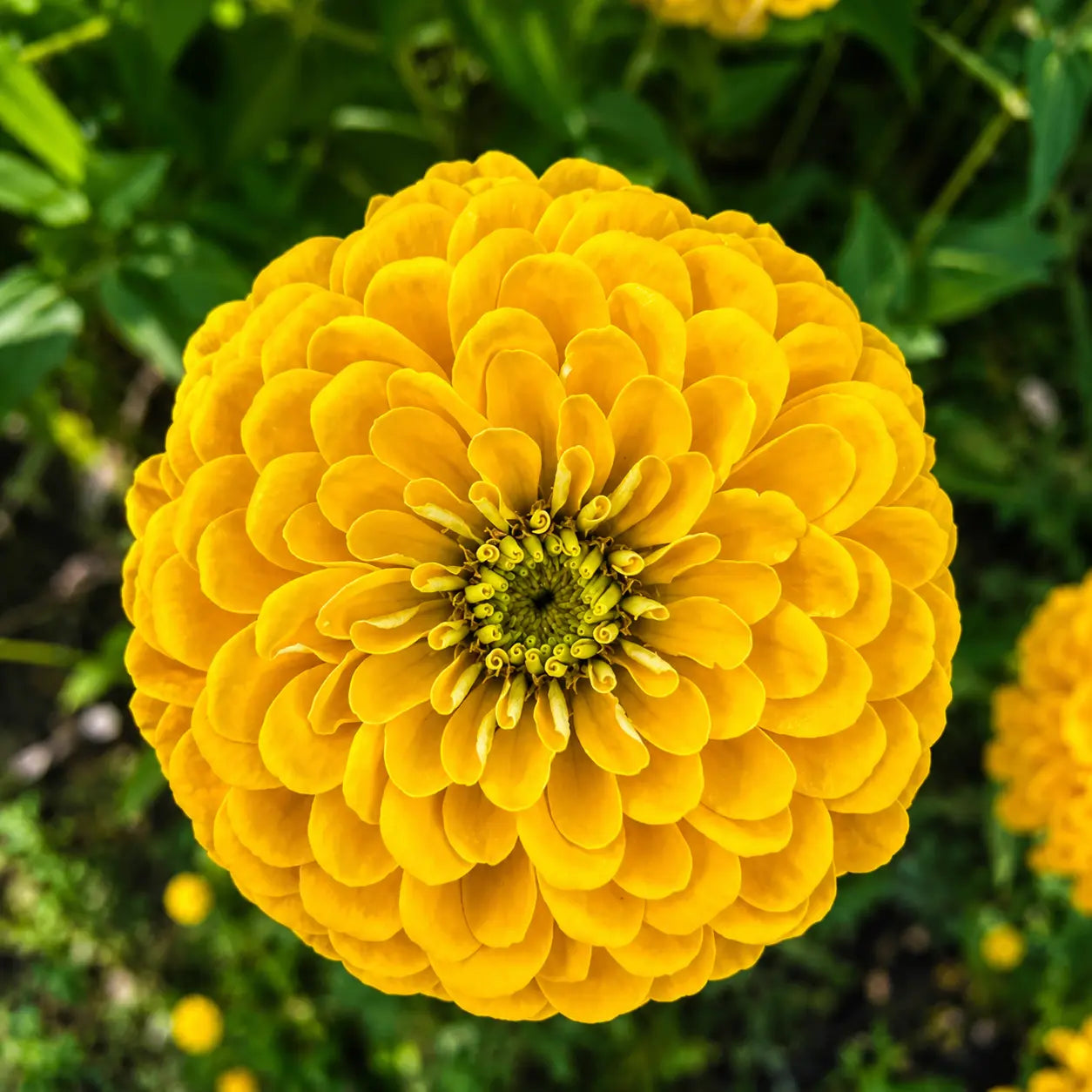 Zinnia dorado gigante de Benary