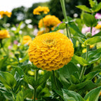 Zinnia dorado gigante de Benary