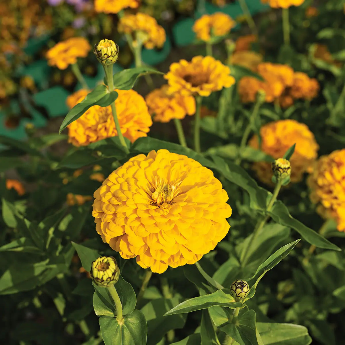 Zinnia Amarillo Dorado Gigante