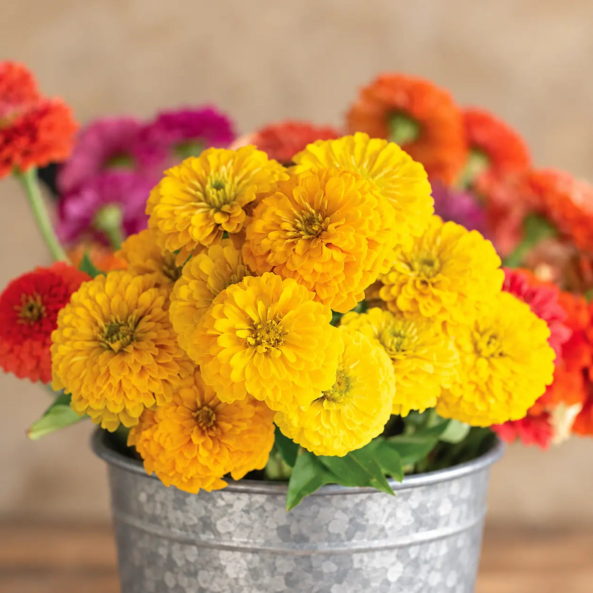 Zinnia Amarillo Dorado Gigante