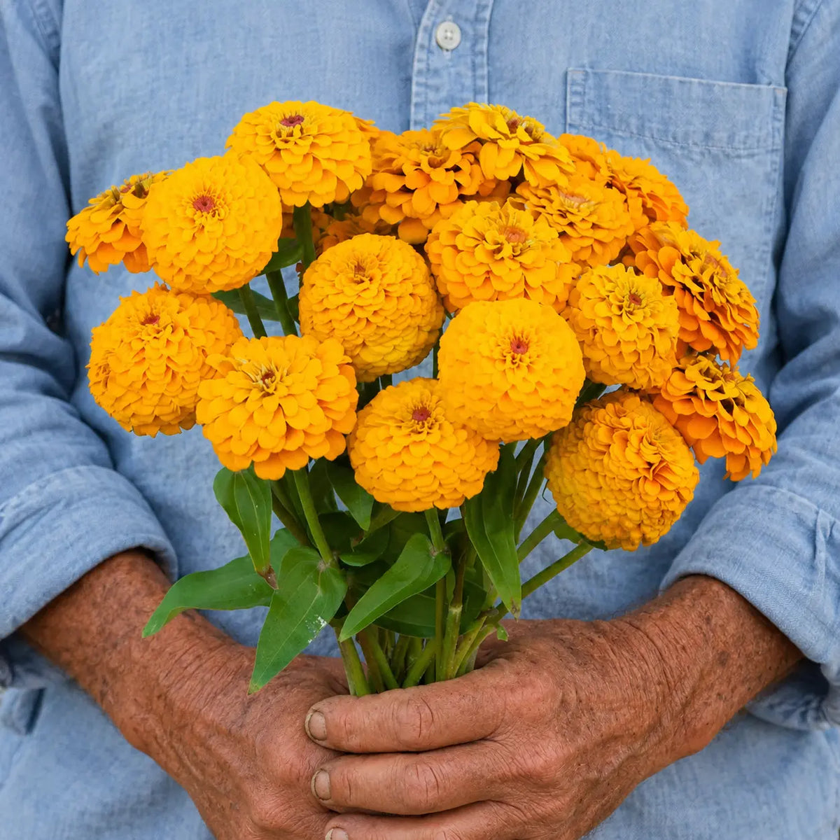 Zinnia Oklahoma Amarillo Dorado