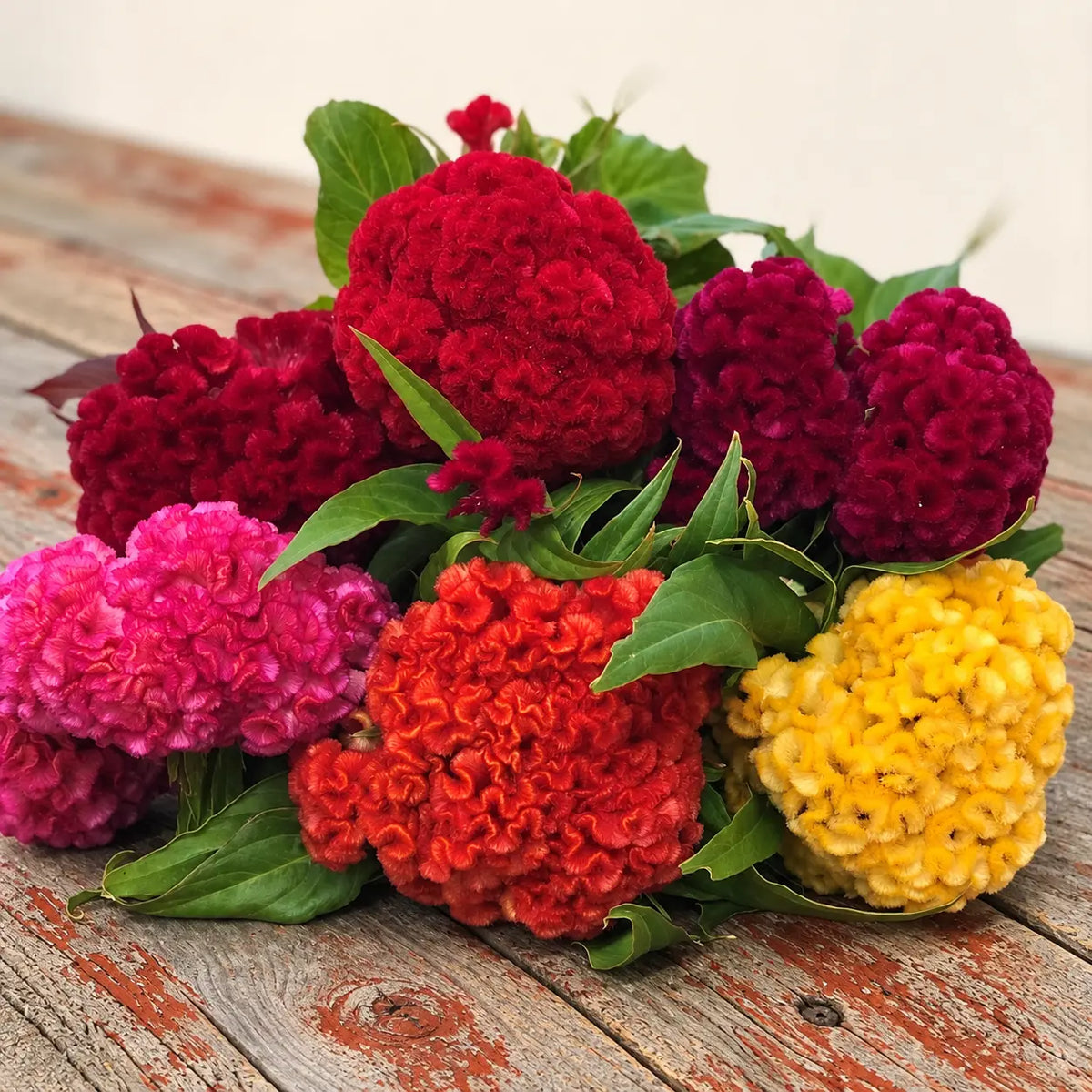 Celosia Chief Mix