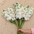 Alhelí Blanco F1