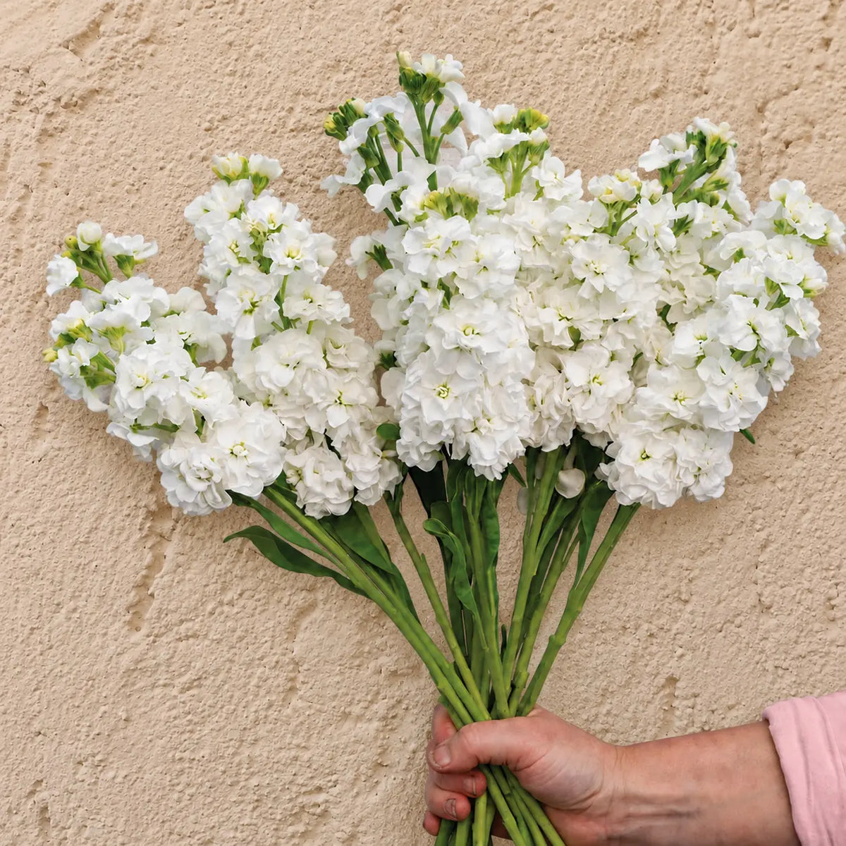 Alhelí Blanco F1