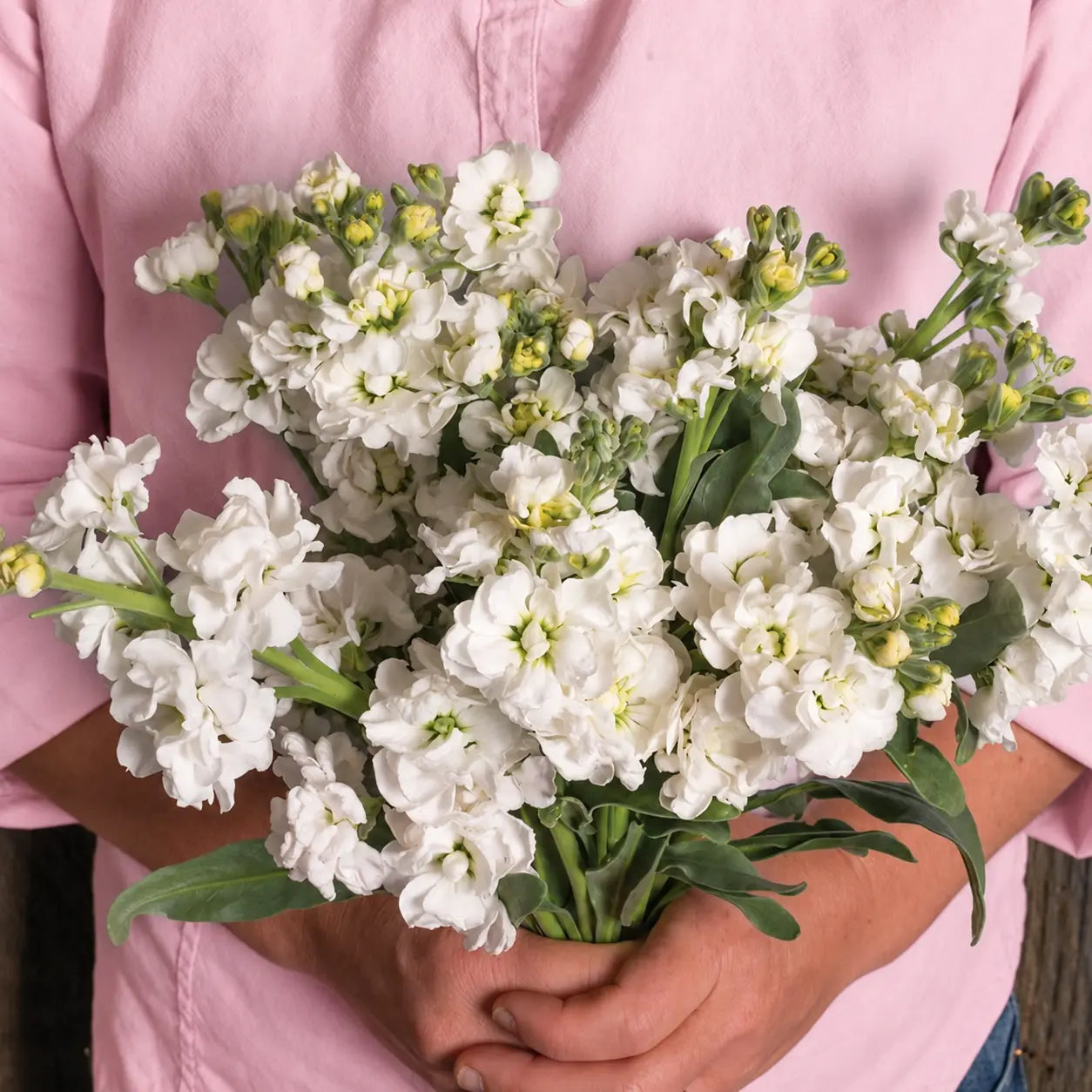 Alhelí Blanco F1