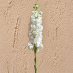 Alhelí Blanco F1