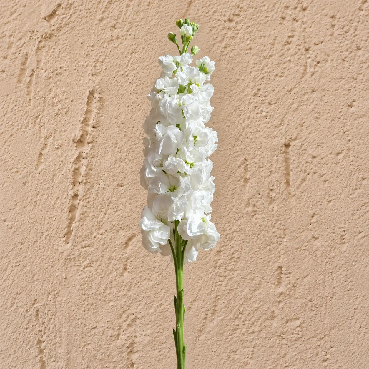 Alhelí Blanco F1