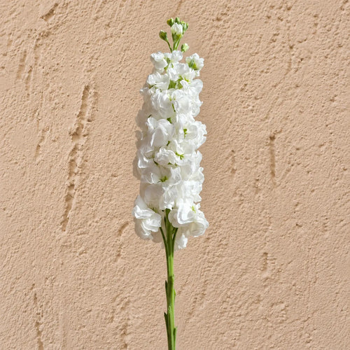 Alhelí Blanco F1