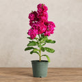 Alhelí Rosa Fuerte F1