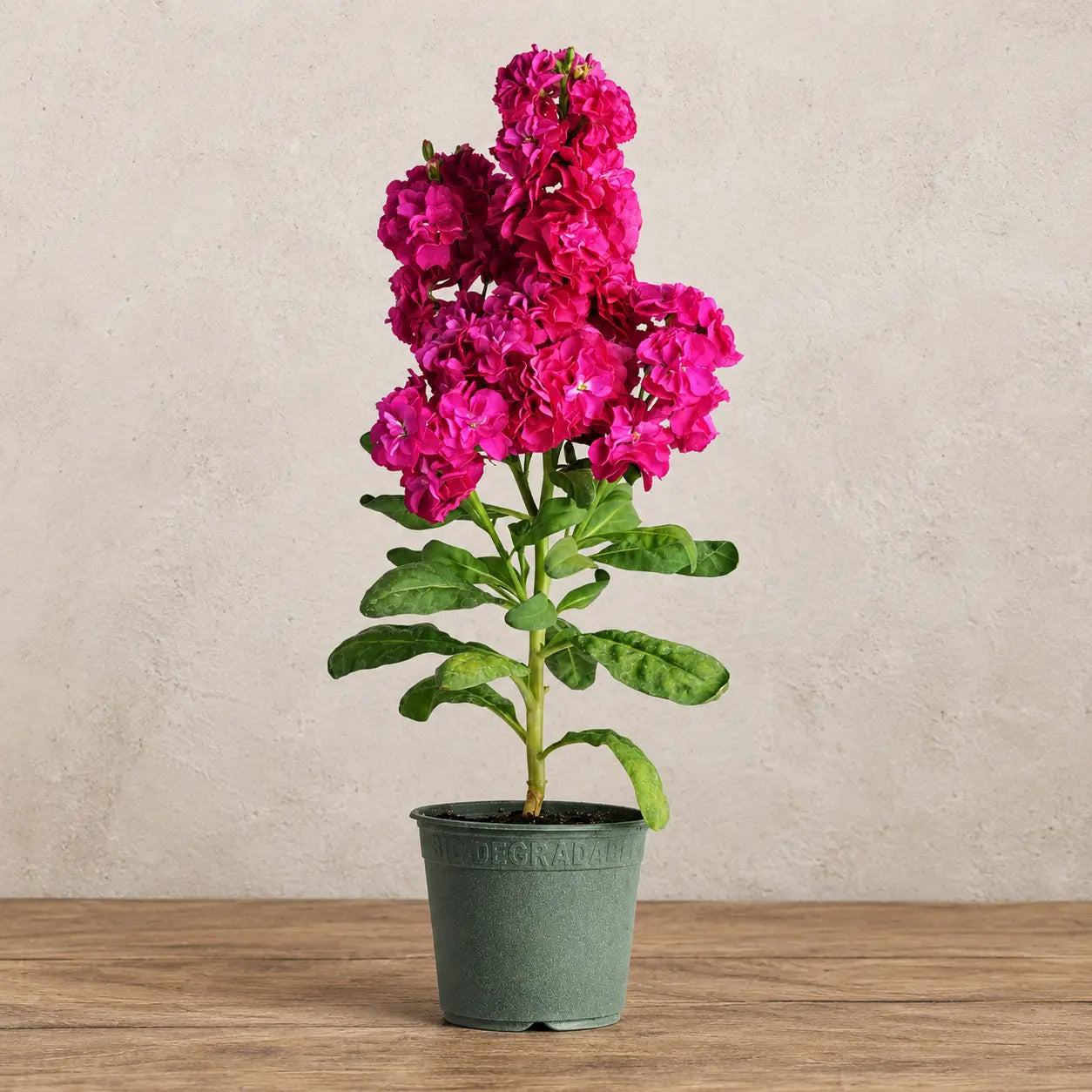 Alhelí Rosa Fuerte F1