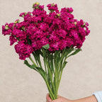 Alhelí Rosa Fuerte F1