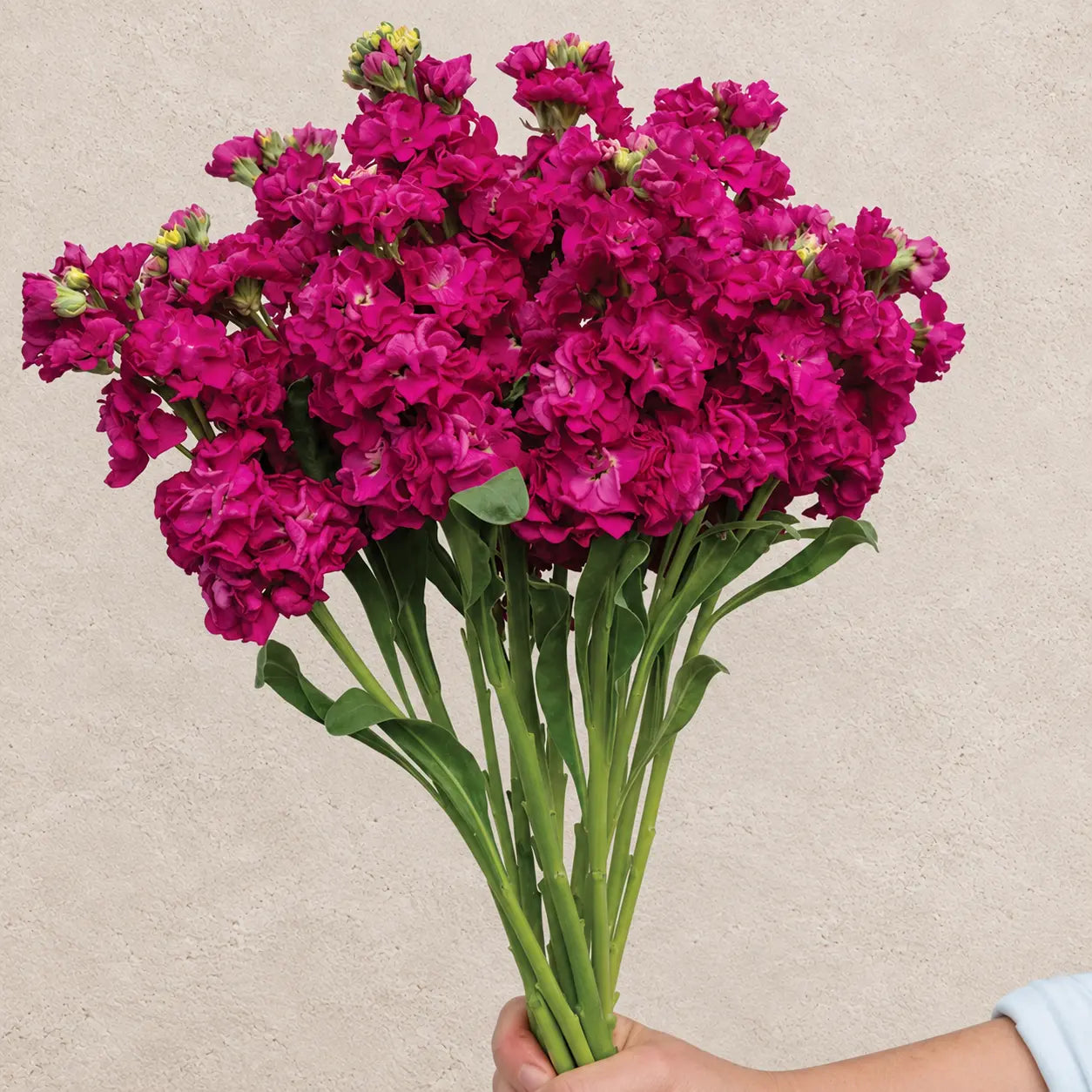 Alhelí Rosa Fuerte F1
