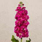 Alhelí Rosa Fuerte F1