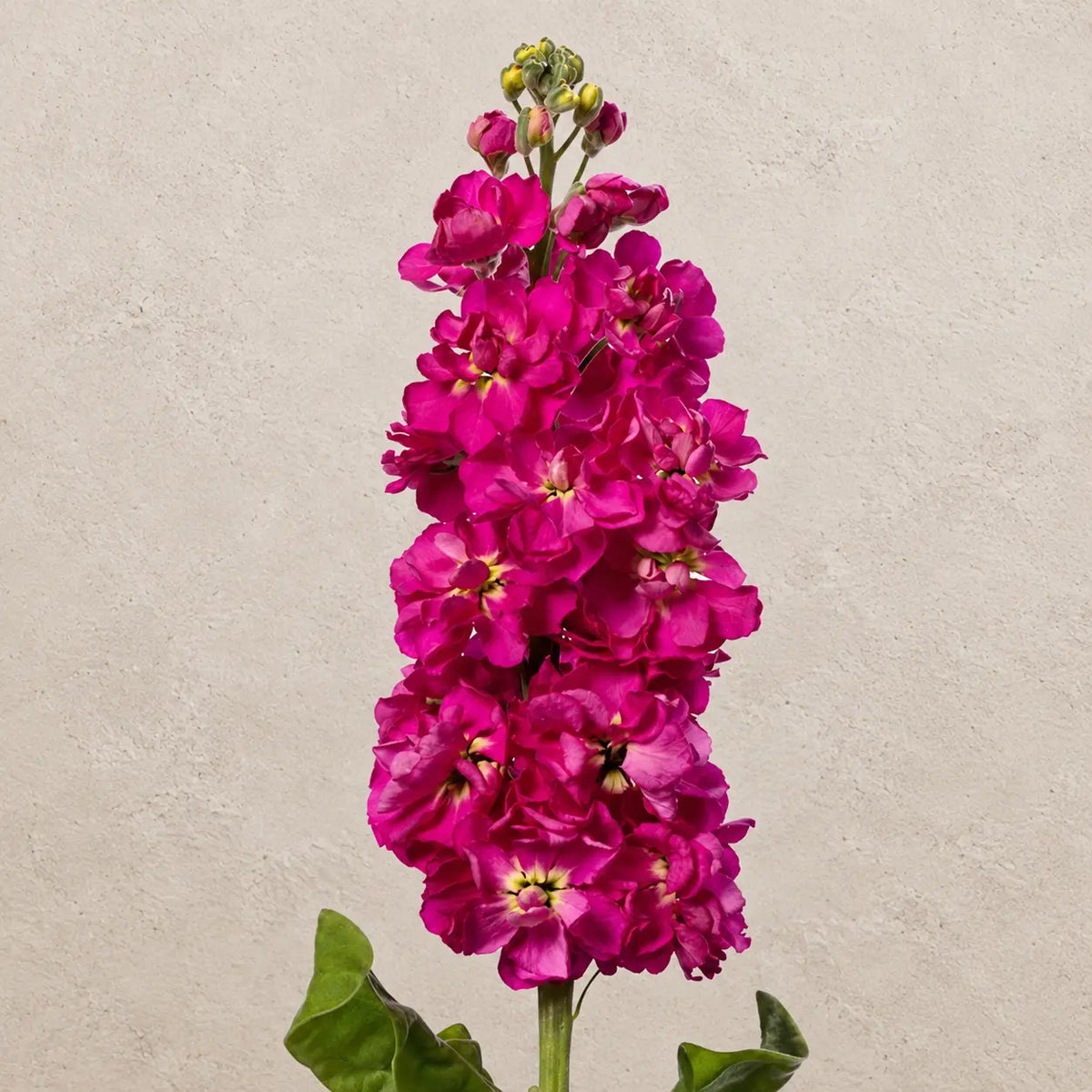 Alhelí Rosa Fuerte F1