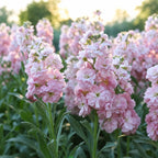 Alhelí Rosa Pálido F1