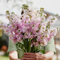 Alhelí Rosa Pálido F1