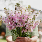 Alhelí Rosa Pálido F1