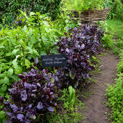 Albahaca Basil Amatista