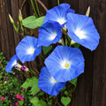 Gloria de Mañana Azul