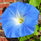 Gloria de Mañana Azul