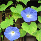 Gloria de Mañana Azul