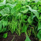 Ejote Verde Balozi