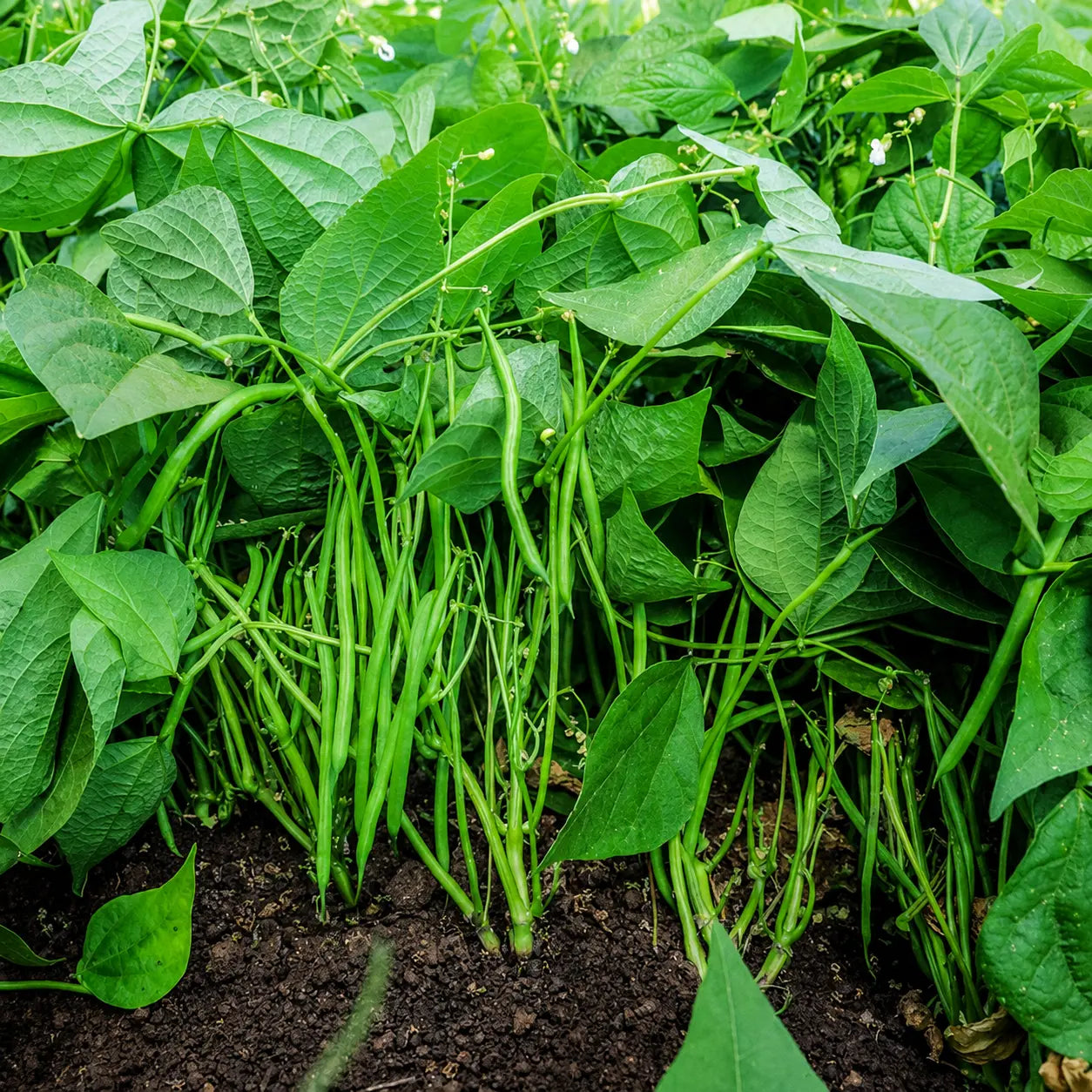 Ejote Verde Balozi