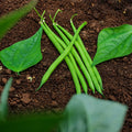 Ejote Verde Balozi