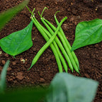 Ejote Verde Balozi