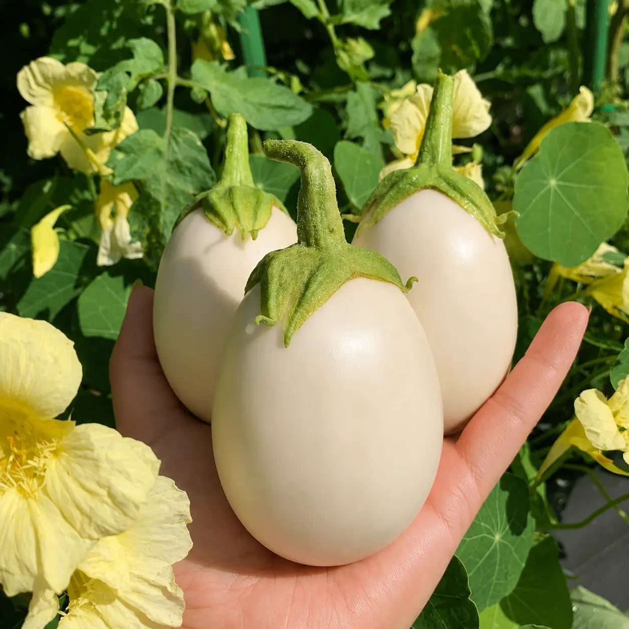 Berenjena Paloma F1