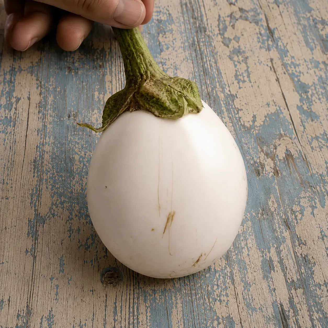 Berenjena Paloma F1