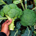 Brócoli Super Diamante F1