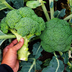 Brócoli Super Diamante F1