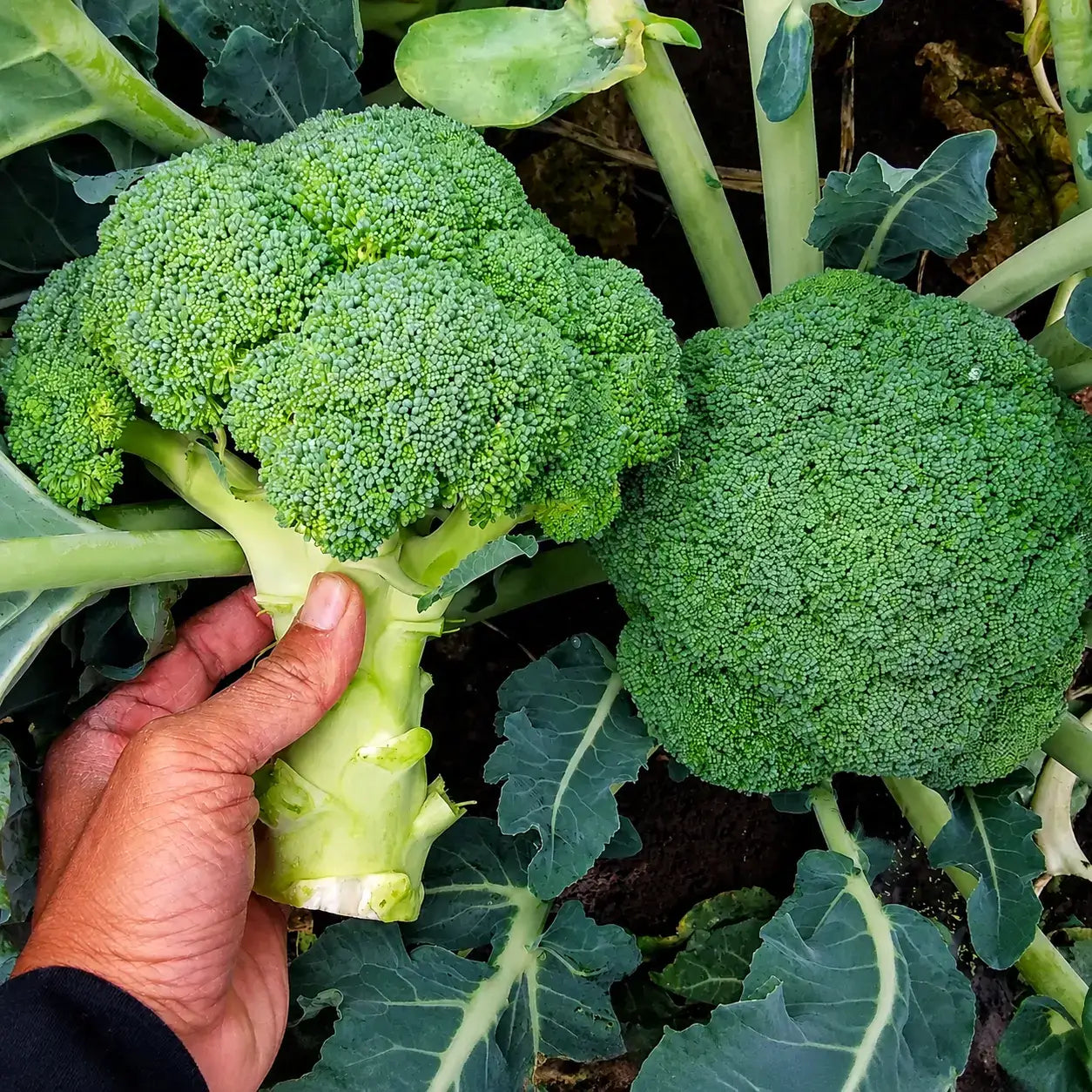 Brócoli Super Diamante F1